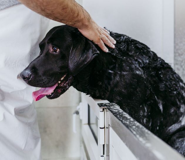 dog getting bath
