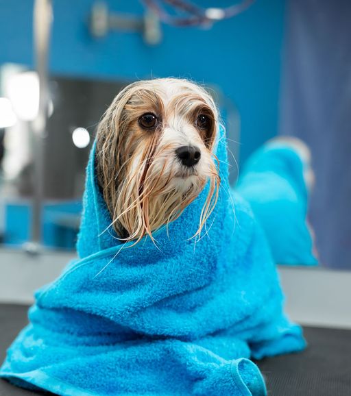 dog in towel