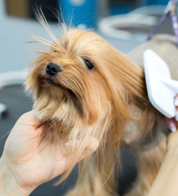 dog getting brushed at the groomer