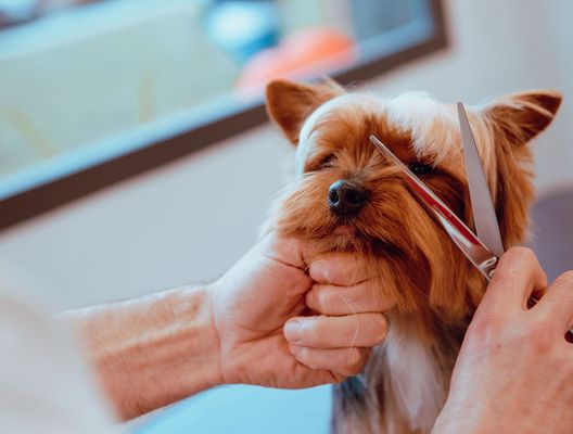 dog getting hair trim