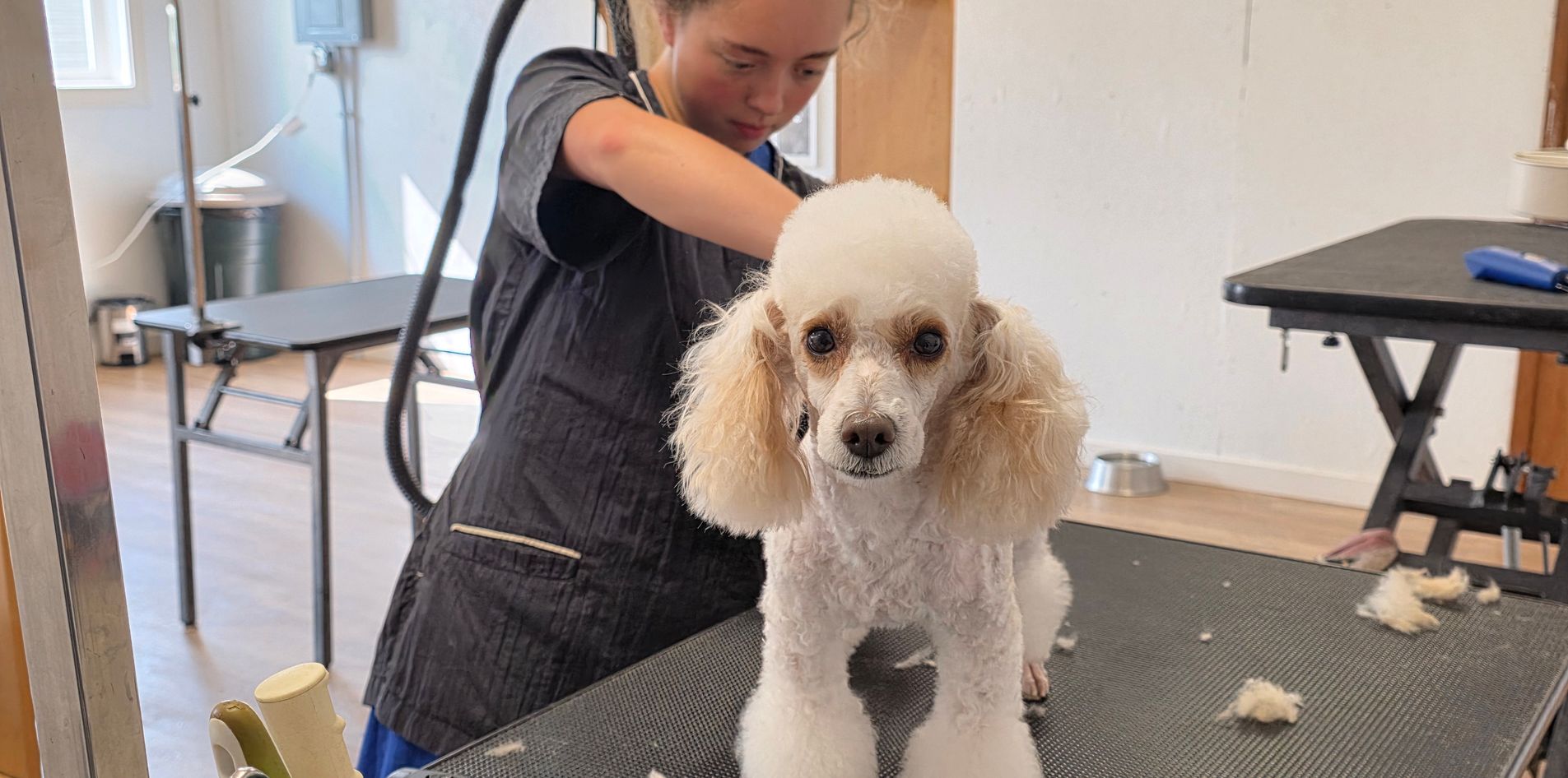 dog getting haircut by groomer