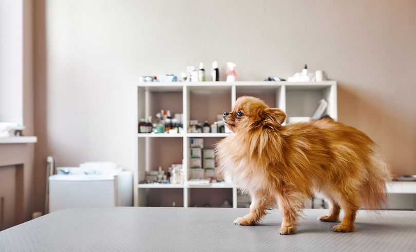 dog at the groomer